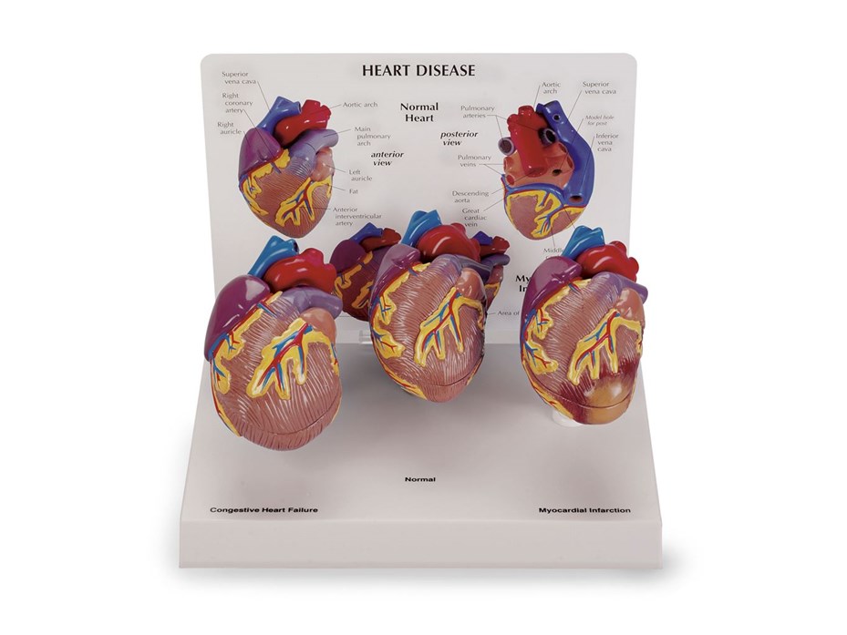 3 Piece Mini Heart Set Models.jpg