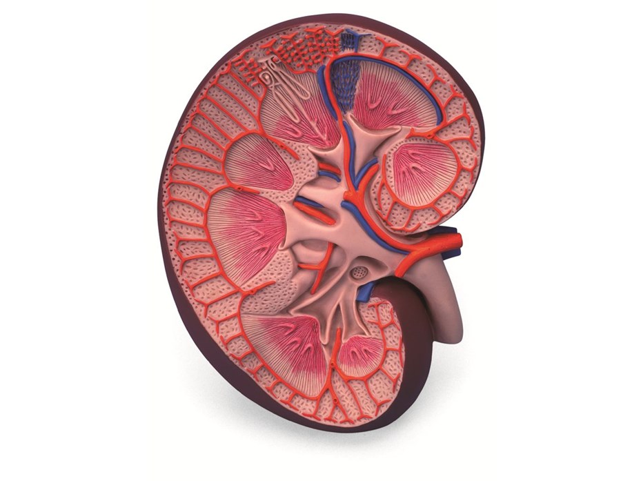 Basic Kidney Section Model.jpg
