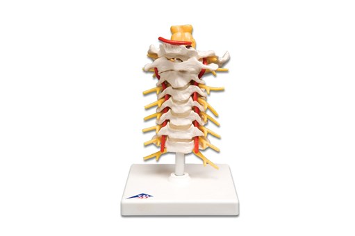 Cervical Spinal Column Model.jpg