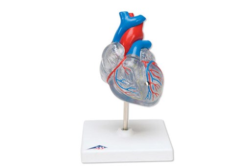 Classic Heart With Conducting System-2 Part.jpg