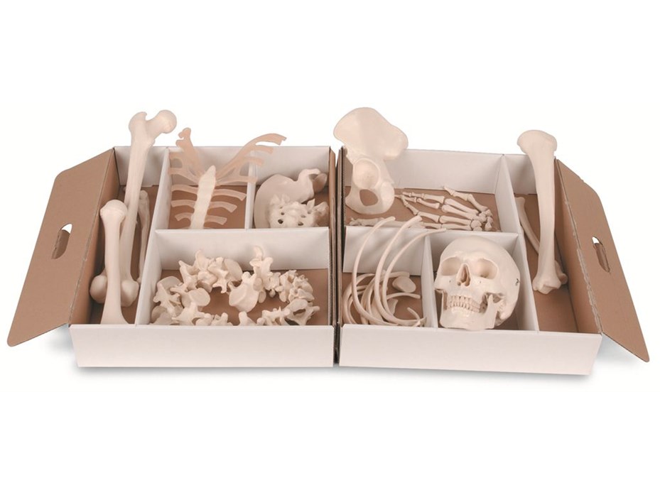 Disarticulated Half Skeleton Model.jpg
