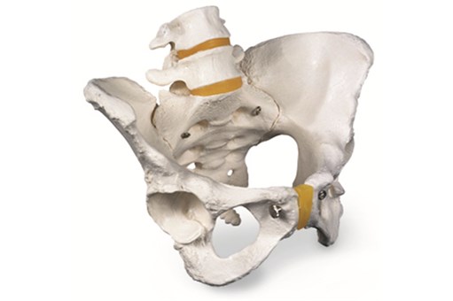 Female Pelvic Skeleton Model.jpg