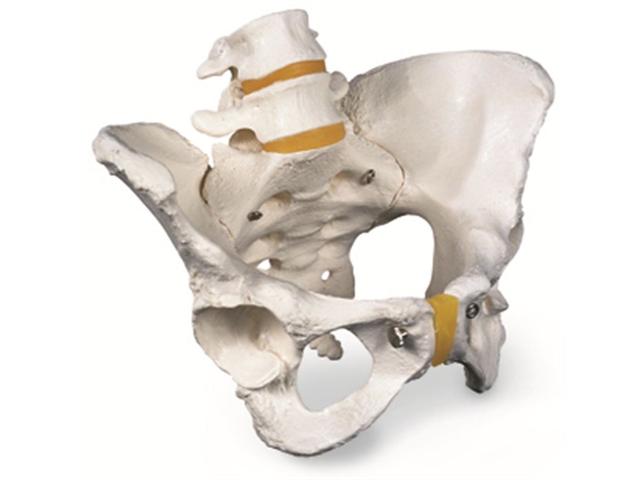 Female Pelvic Skeleton Model.jpg