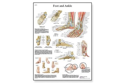Foot and Joints of the Foot Chart.jpg