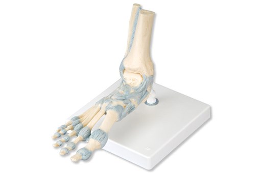 Foot Skeleton Model With Ligaments.jpg