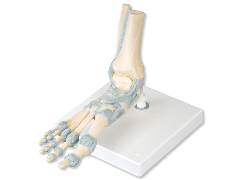Foot Skeleton Model With Ligaments.jpg