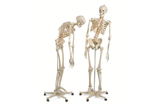 Fred Flexible Skeleton Model On 5 ft Roller Stand.jpg
