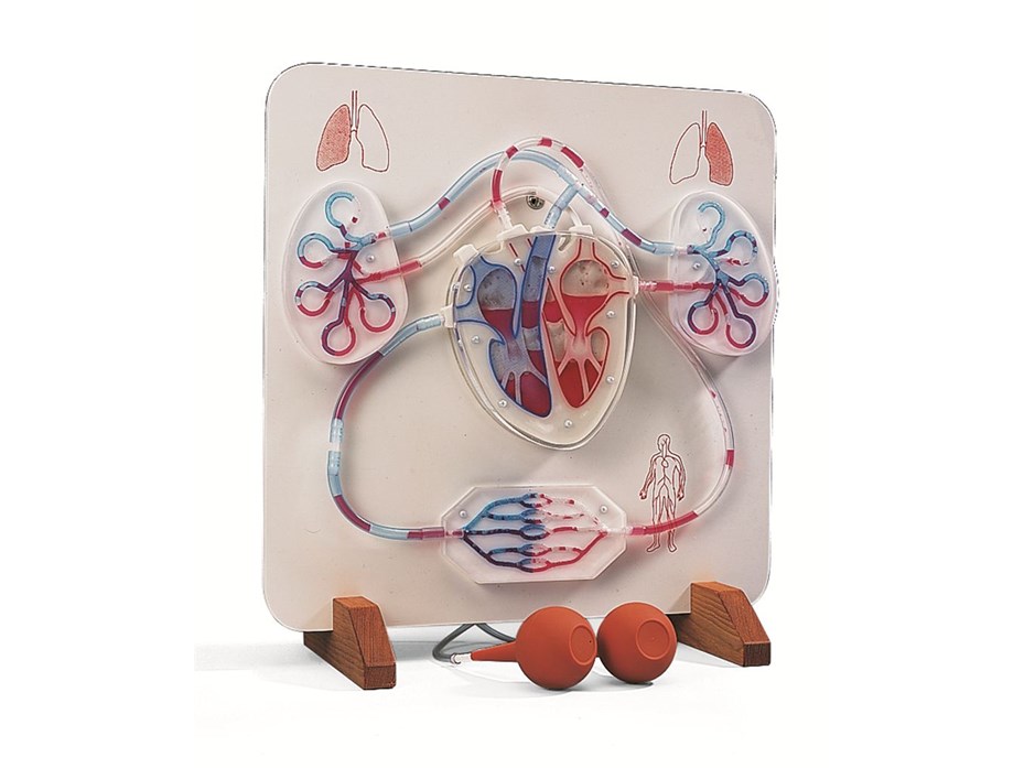 Functional Heart And Circulatory System Model.jpg