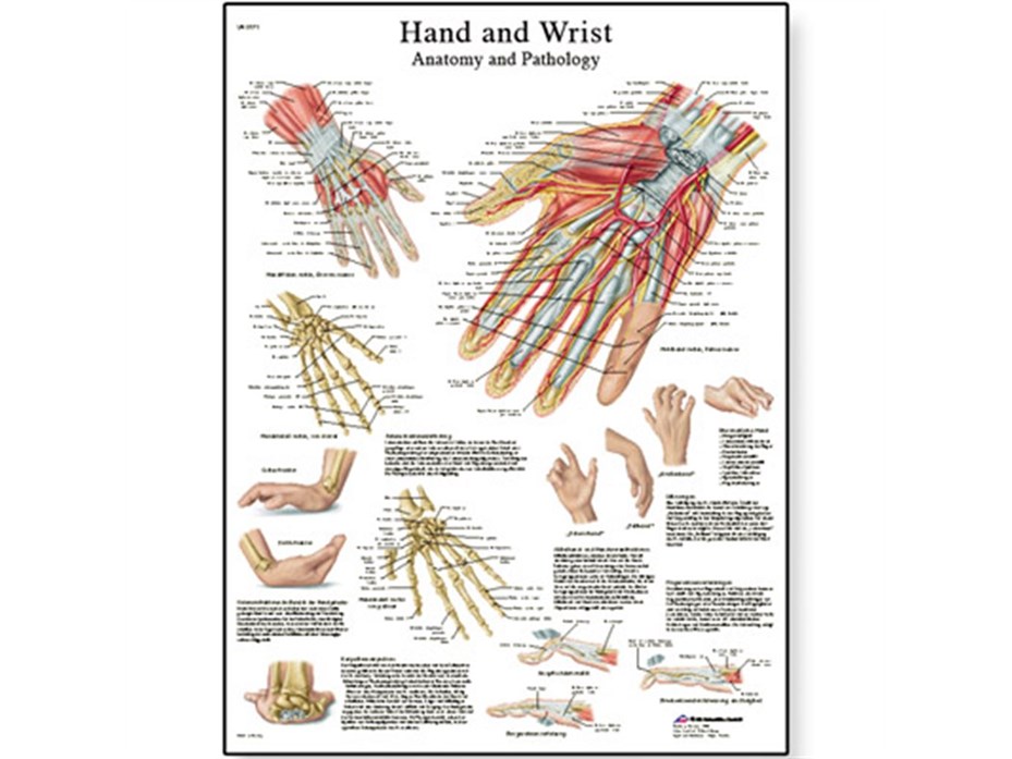 Hand And Wrist Chart.jpg