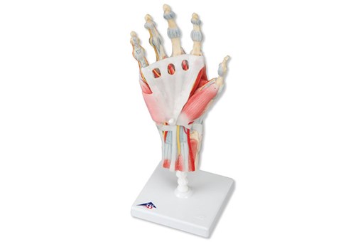 Hand Skeleton With Ligaments And Muscles.jpg