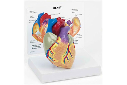 Heart Model.jpg