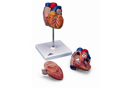 Heart Model, 2 part.jpg