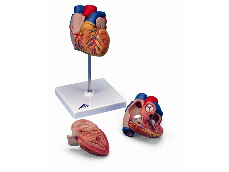 Heart Model, 2 part.jpg