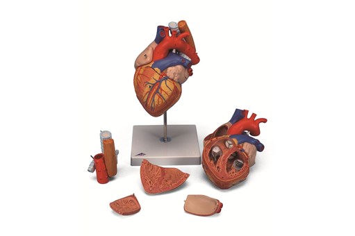 Heart with Oesophagus and Trachea.jpg