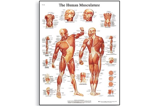 Human Musculature Chart.jpg