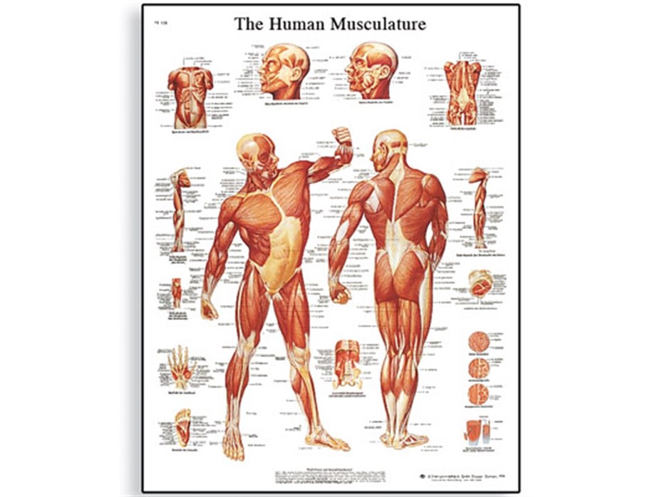 Human Musculature Chart.jpg