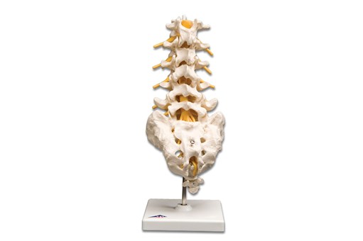 Lumbar Spinal Column Model.jpg