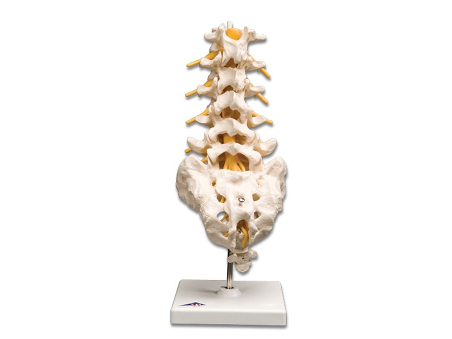 Lumbar Spinal Column Model.jpg