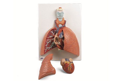 Lung Model With Larynx 5 Part.jpg