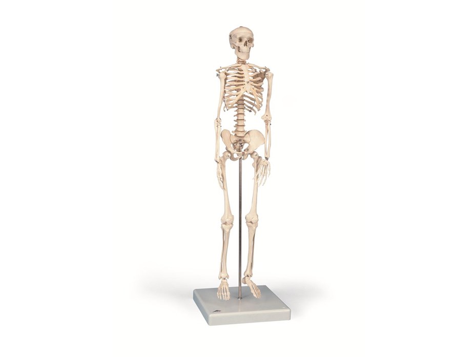 Mini Skeleton Shorty Model.jpg