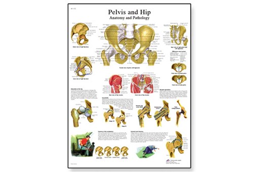 Pelvis And Hip Chart.jpg
