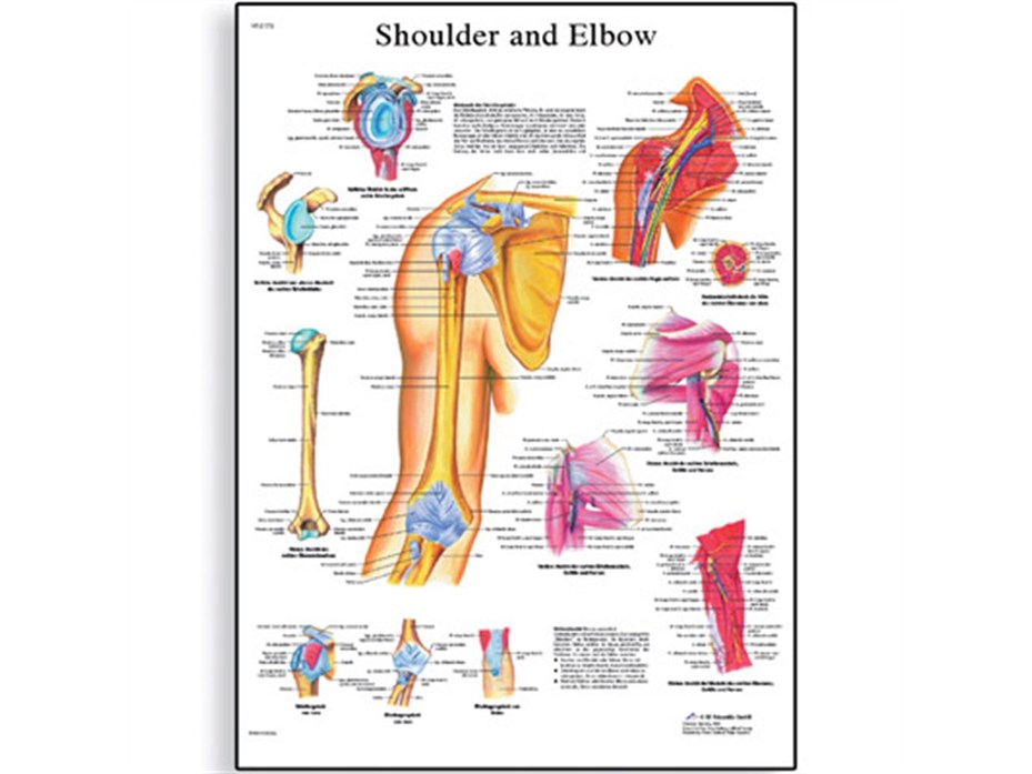 Shoulder And Elbow Chart.jpg