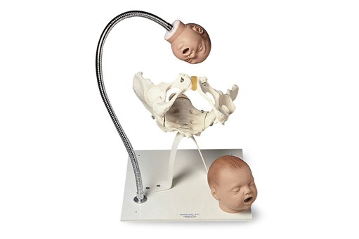 Simulaids Pelvic Bone with Foetal Heads on Stand.jpg