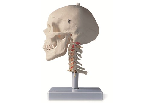 Skull Model 4 Part.jpg