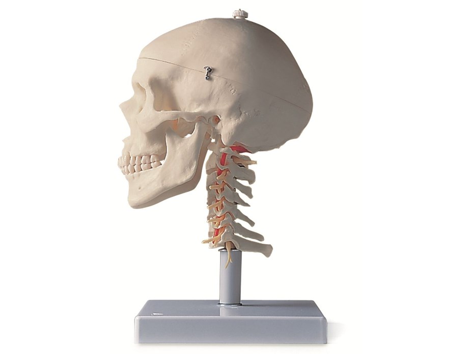Skull Model 4 Part.jpg