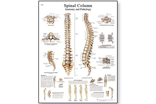 Spinal Column Chart.jpg