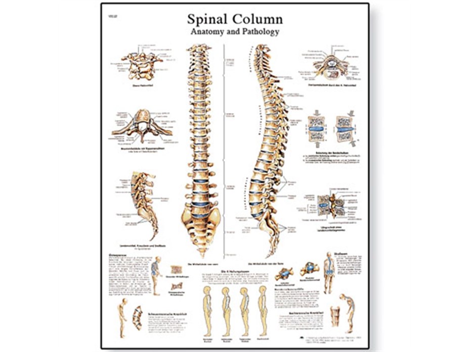 Spinal Column Chart.jpg