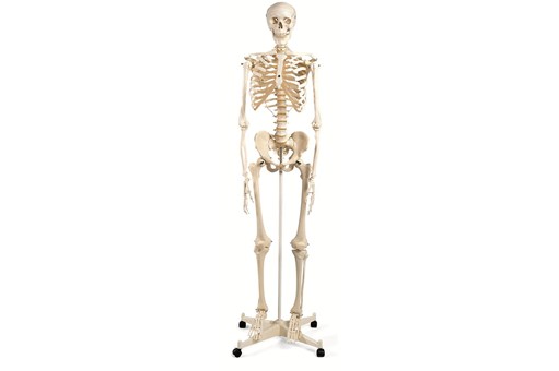 Stan Classical Skeleton Model on 5 ft roller stand.jpg