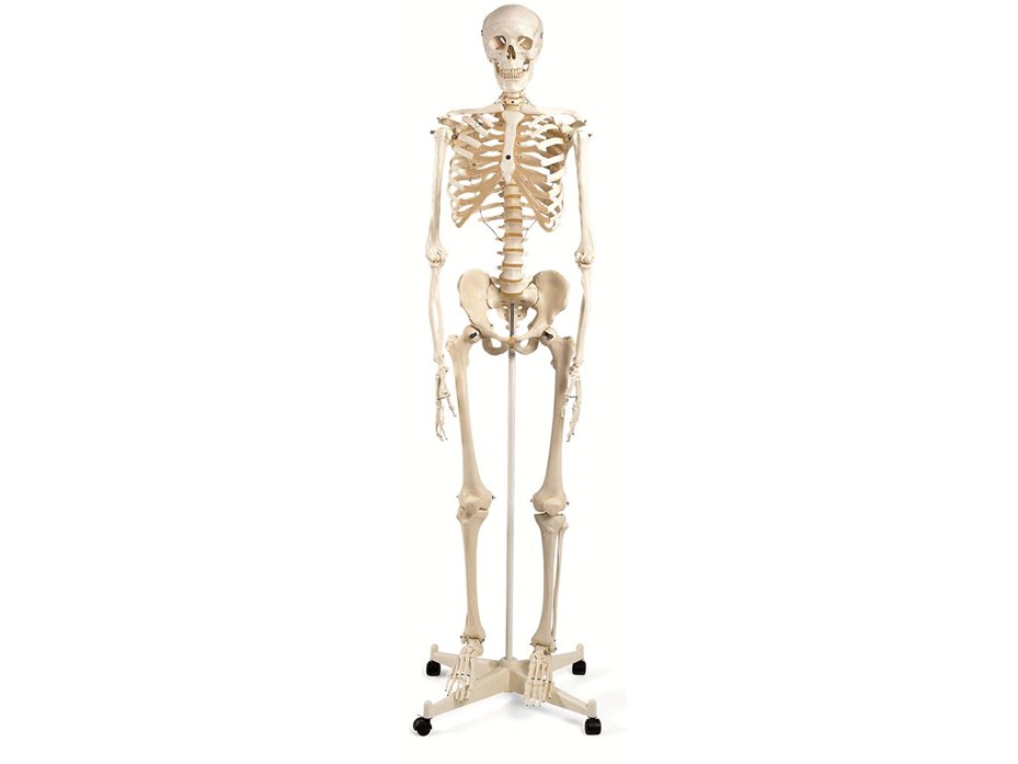 Stan Classical Skeleton Model on 5 ft roller stand.jpg