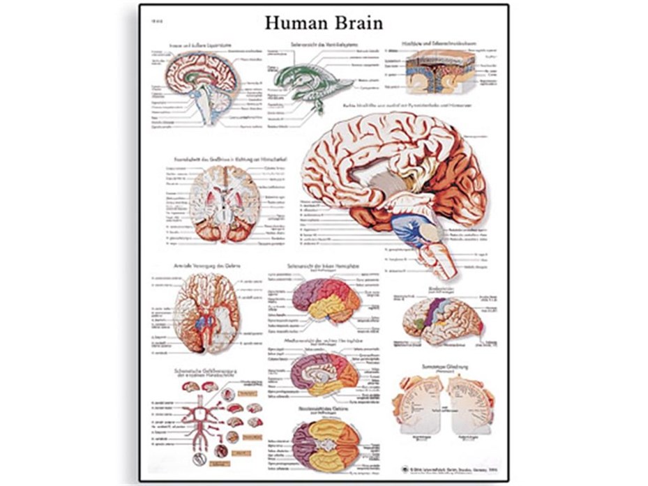 The Human Brain Chart.jpg