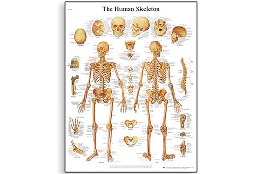 The Human Skeleton Chart.jpg
