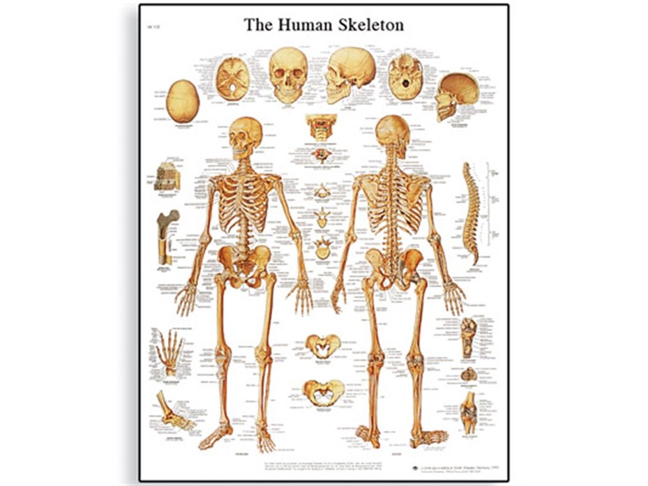 The Human Skeleton Chart.jpg