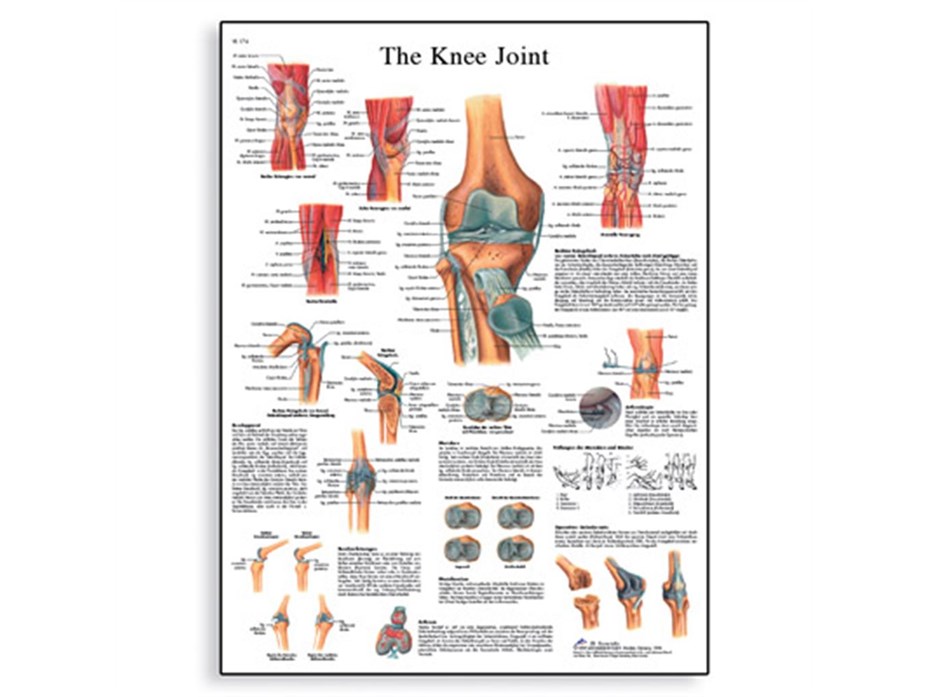 Knee Joint Chart.jpg