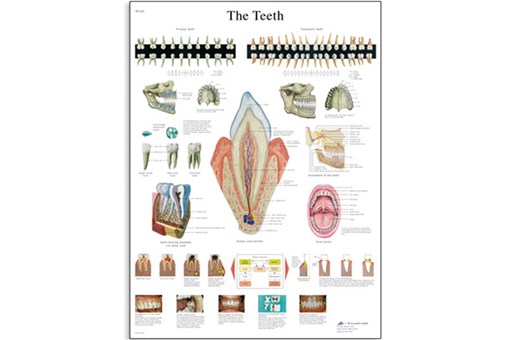 The Teeth Chart.jpg