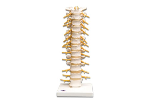 Thoracic Spinal Column Model.jpg