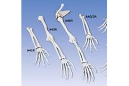 Hand-Skeleton With Bone Names Right FRTH-1000095.jpg