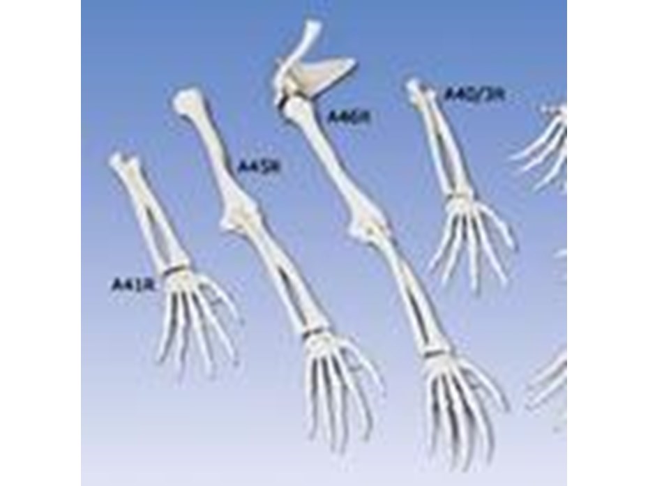 Hand-Skeleton With Bone Names Right FRTH-1000095.jpg